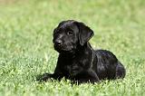 LABRADOR 975